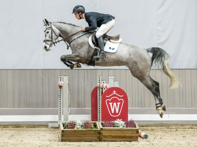Westphalian Mare 6 years Grey in Münster-Handorf