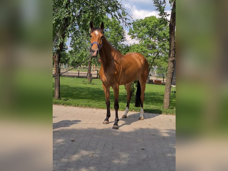 Westphalian Mare 6 years in Békéscsaba