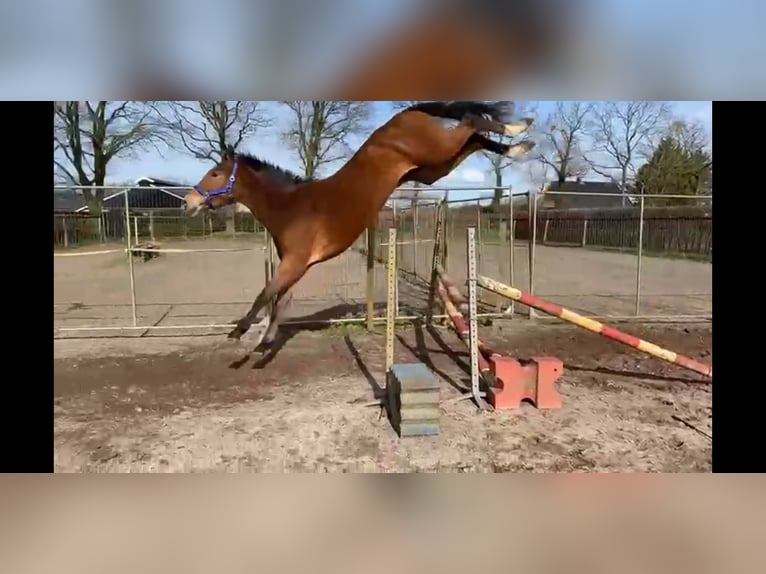 Westphalian Mare 6 years in Békéscsaba