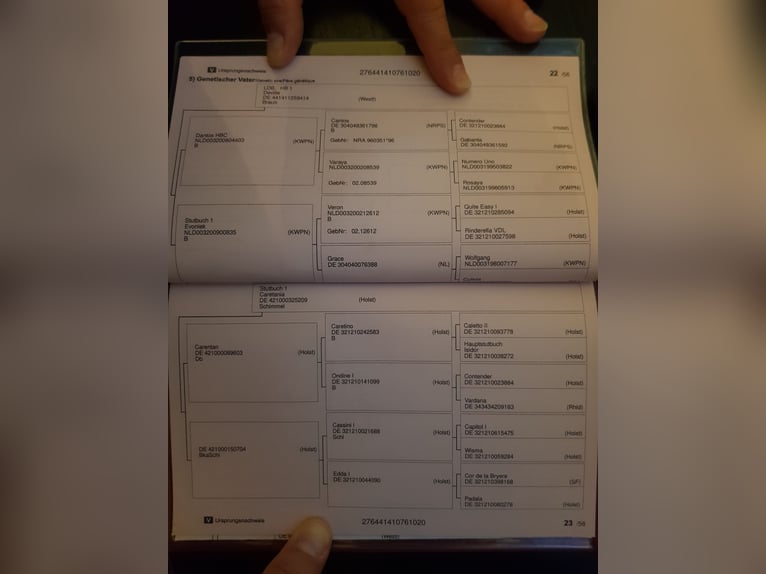 Westphalian Mare 6 years in Békéscsaba