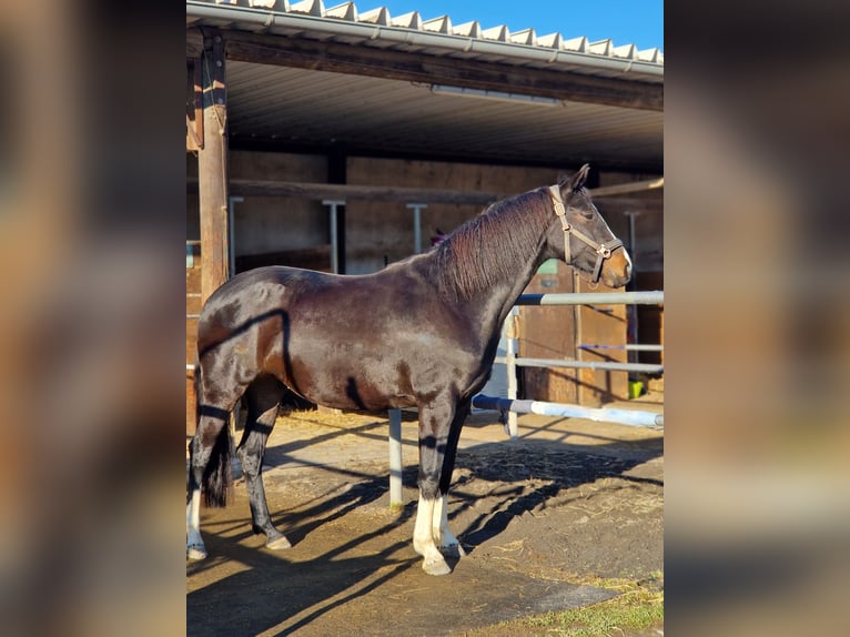 Westphalian Mare 7 years 15.2 hh Black in Königswinter