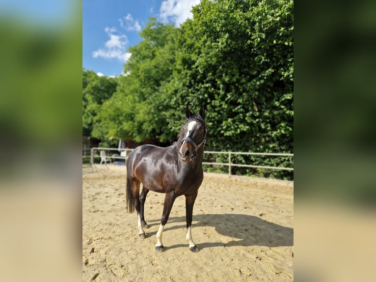 Westphalian Mare 7 years 15.2 hh Black in Königswinter