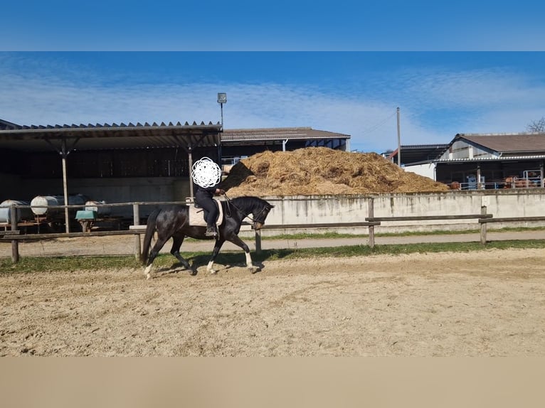 Westphalian Mare 7 years 15.2 hh Black in Königswinter