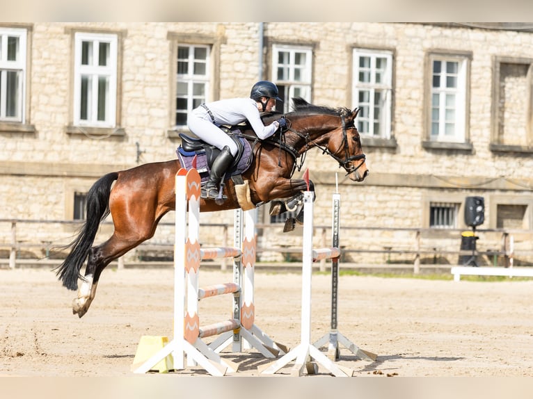 Westphalian Mare 7 years 15.2 hh Brown in Schermen