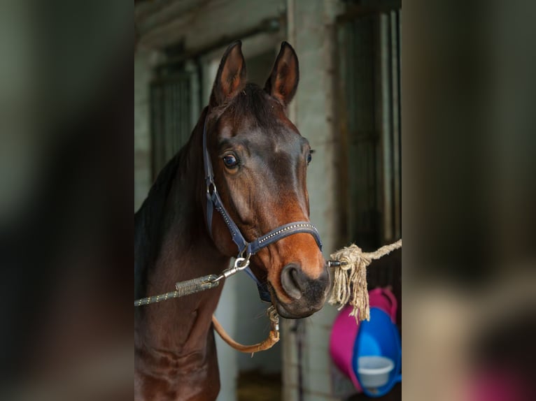 Westphalian Mare 7 years 15,2 hh Brown in Mülheim an der Ruhr