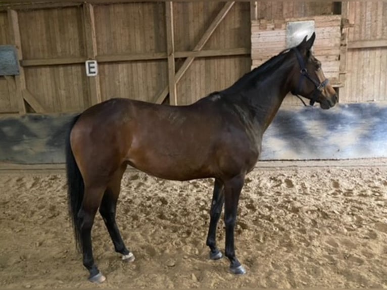 Westphalian Mare 7 years 15,2 hh Brown in Mülheim an der Ruhr
