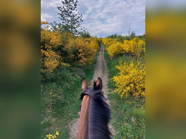 Westphalian Mare 7 years 15,2 hh Brown in Freudenberg