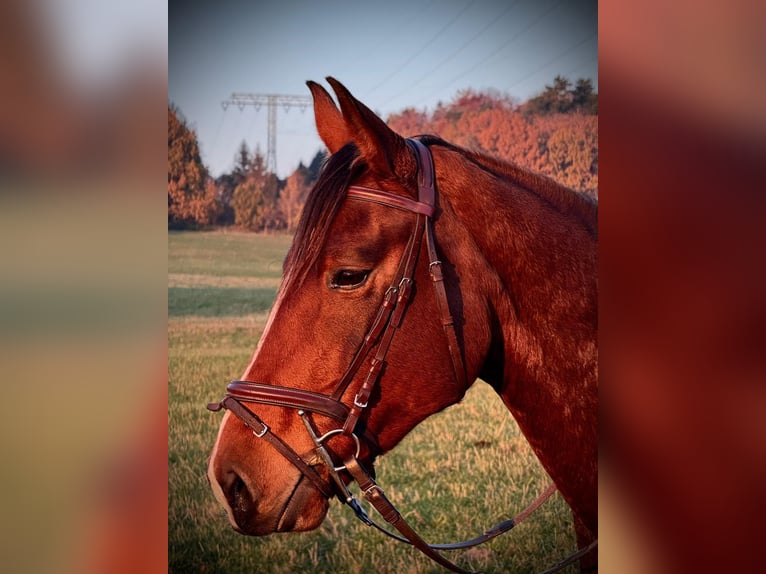 Westphalian Mare 7 years 15,2 hh Brown in Sehlen