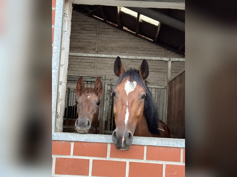 Westphalian Mare 7 years 15,2 hh Brown in Lünen