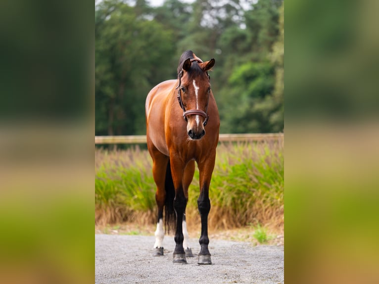 Westphalian Mare 7 years 16,1 hh Bay in Mol