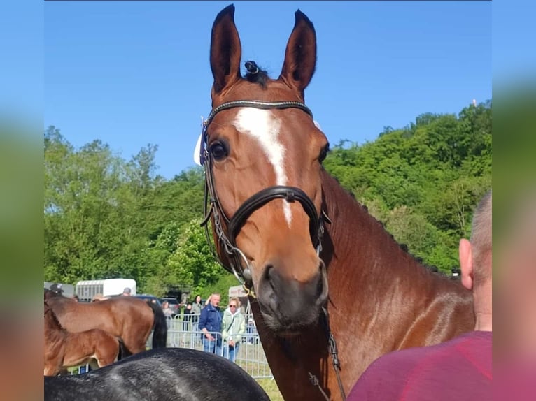 Westphalian Mare 7 years 16.1 hh Brown in Frankenberg
