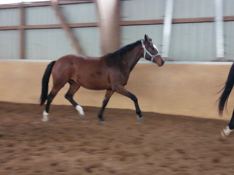 Westphalian Mare 7 years 16.1 hh Brown in Frankenberg