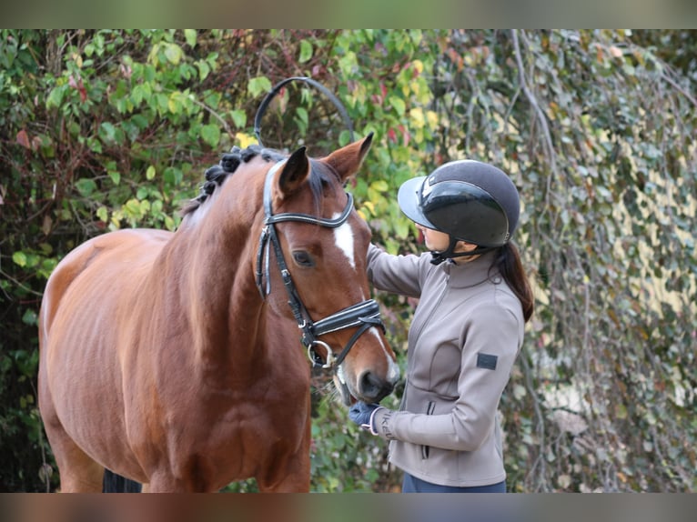 Westphalian Mare 7 years 16,1 hh Brown in Erftstadt