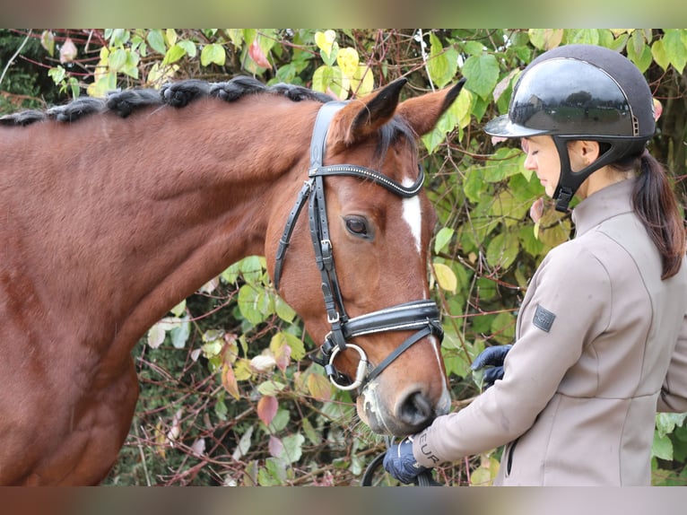 Westphalian Mare 7 years 16,1 hh Brown in Erftstadt
