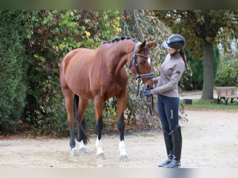 Westphalian Mare 7 years 16,1 hh Brown in Erftstadt