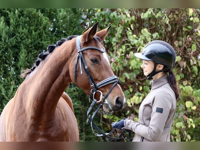 Westphalian Mare 7 years 16,1 hh Brown in Erftstadt