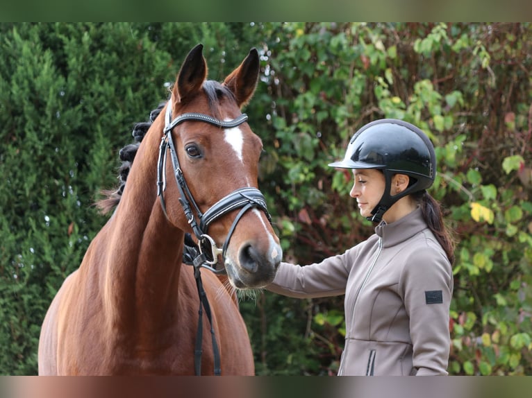 Westphalian Mare 7 years 16,1 hh Brown in Erftstadt