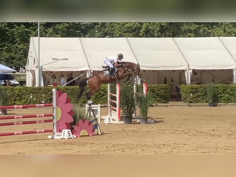 Westphalian Mare 7 years 16,1 hh Brown in Gadow