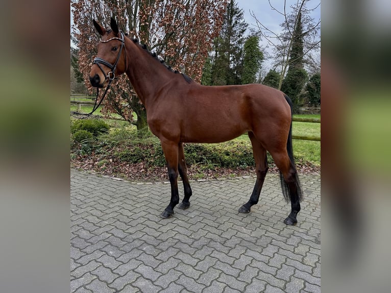 Westphalian Mare 7 years 16,1 hh Brown in Hamm