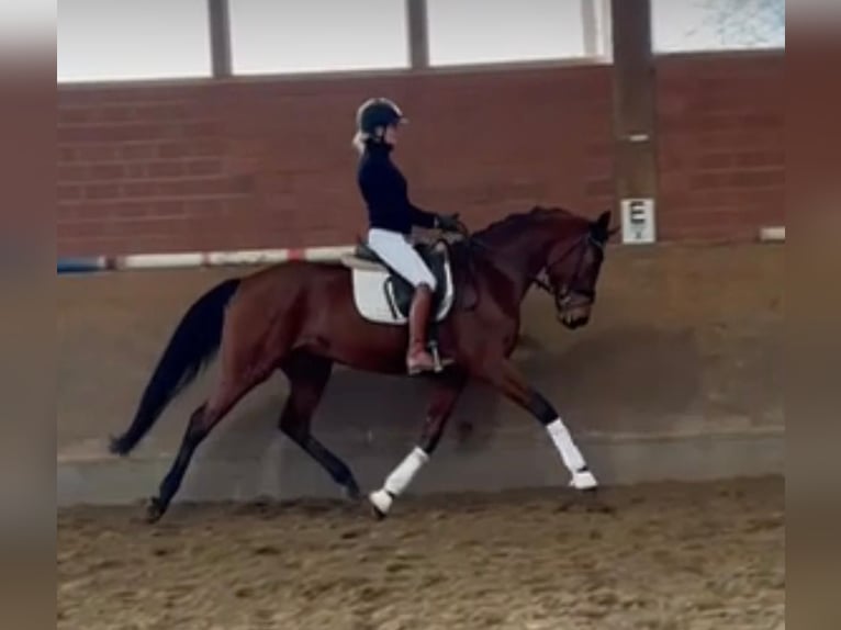 Westphalian Mare 7 years 16,1 hh Brown in Hamm