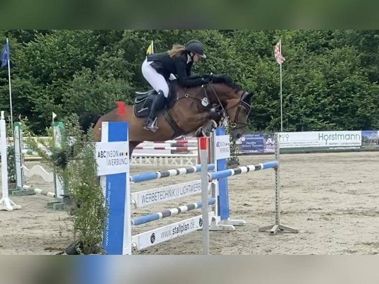 Westphalian Mare 7 years 16,1 hh Brown in Löningen