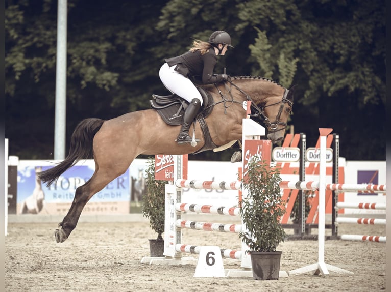 Westphalian Mare 7 years 16,1 hh Brown in Löningen