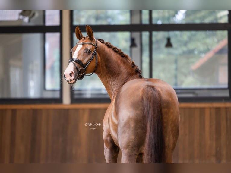 Westphalian Mare 7 years 16,1 hh Chestnut-Red in Hörstel