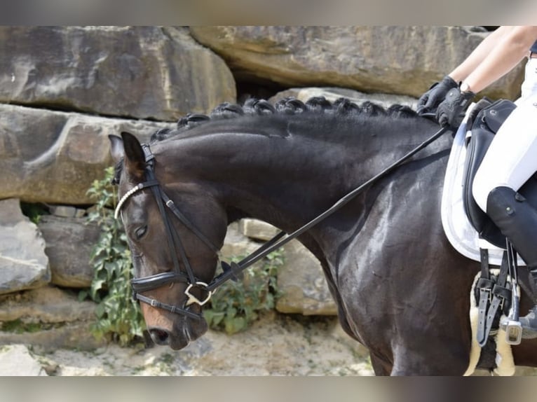 Westphalian Mare 7 years 16,1 hh in Lindlar