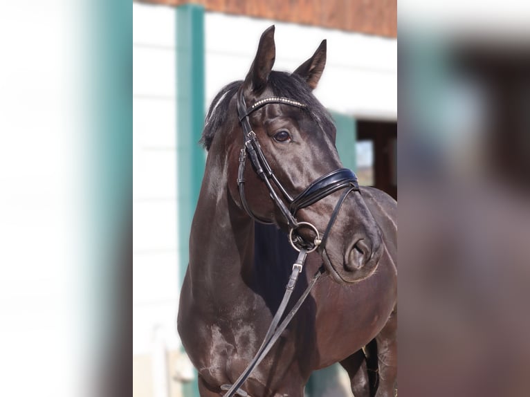 Westphalian Mare 7 years 16,1 hh Smoky-Black in Neuburg an der Kammel