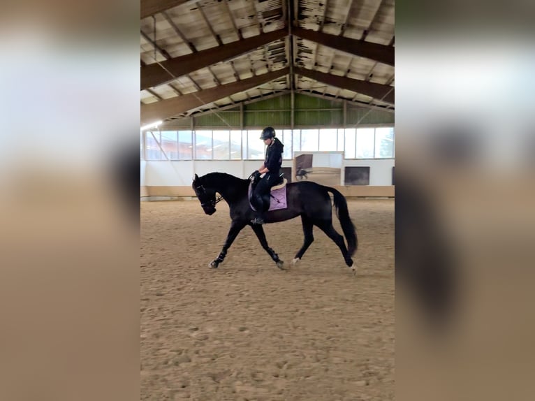 Westphalian Mare 7 years 16,1 hh Smoky-Black in Münster