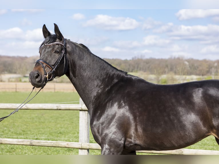 Westphalian Mare 7 years 16.2 hh Bay-Dark in Lünen