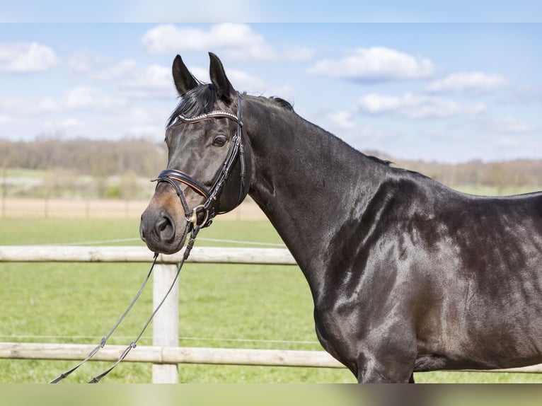 Westphalian Mare 7 years 16.2 hh Bay-Dark in Lünen