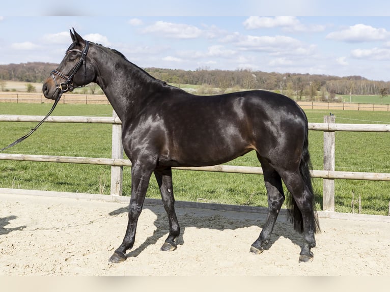 Westphalian Mare 7 years 16.2 hh Bay-Dark in Lünen