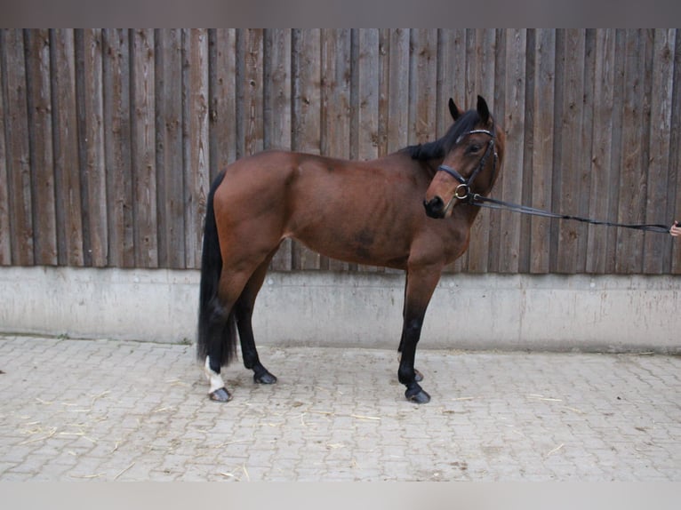 Westphalian Mare 7 years 16,2 hh Brown in Wiesloch