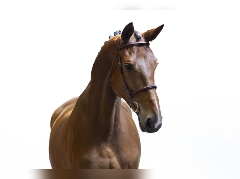 Westphalian Mare 7 years 16.2 hh Brown in Waddinxveen