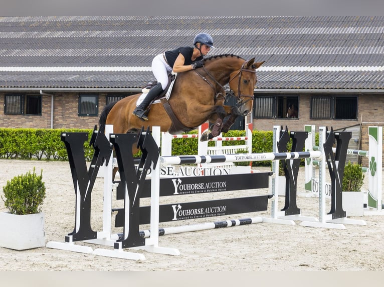 Westphalian Mare 7 years 16.2 hh Brown in Waddinxveen