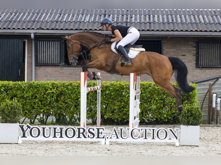Westphalian Mare 7 years 16.2 hh Brown in Waddinxveen