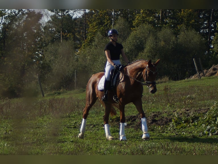 Westphalian Mare 7 years 16.2 hh Chestnut in Iserlohn