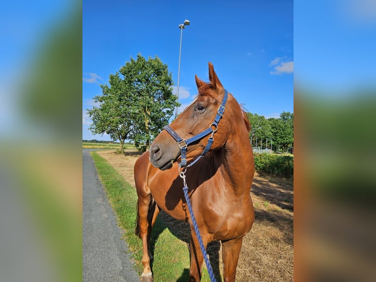 Westphalian Mare 7 years 16.2 hh Chestnut-Red in Raddestorf