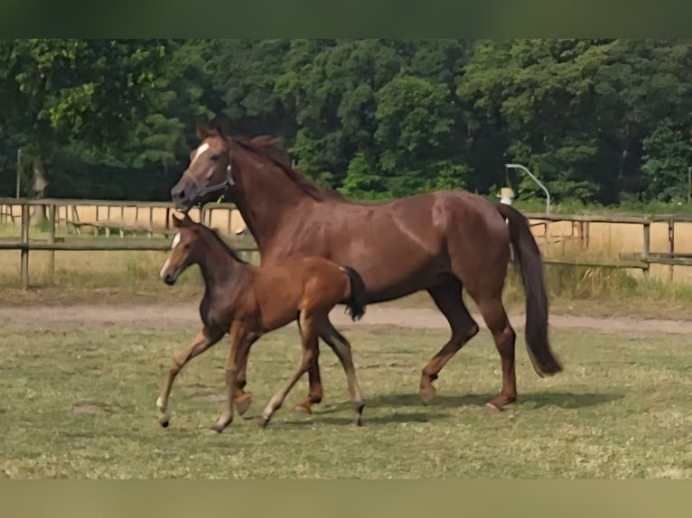 Westphalian Mare 7 years 16.2 hh Chestnut-Red in Steinfurt