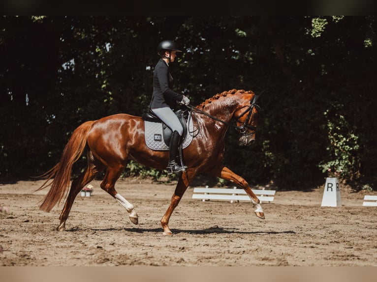 Westphalian Mare 7 years 16.2 hh Chestnut-Red in Viersen