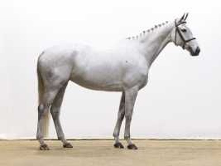 Westphalian Mare 7 years 16,2 hh Gray in Waddinxveen