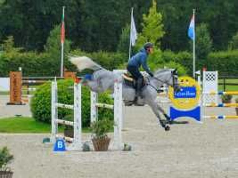 Westphalian Mare 7 years 16,2 hh Gray in Waddinxveen