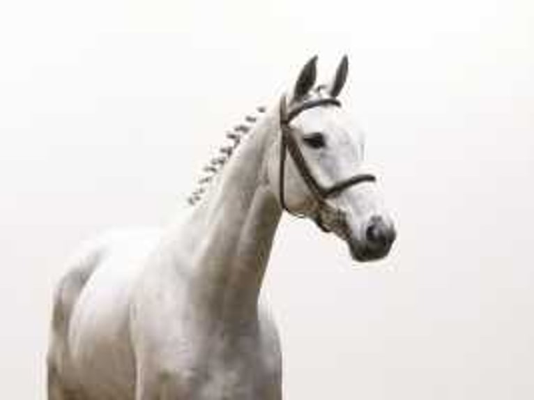 Westphalian Mare 7 years 16,2 hh Gray in Waddinxveen