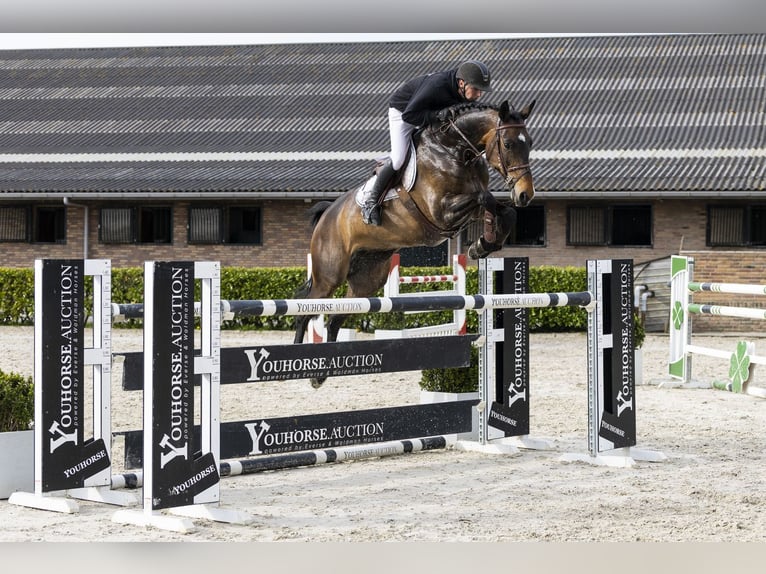 Westphalian Mare 7 years 16.2 hh  in Waddinxveen