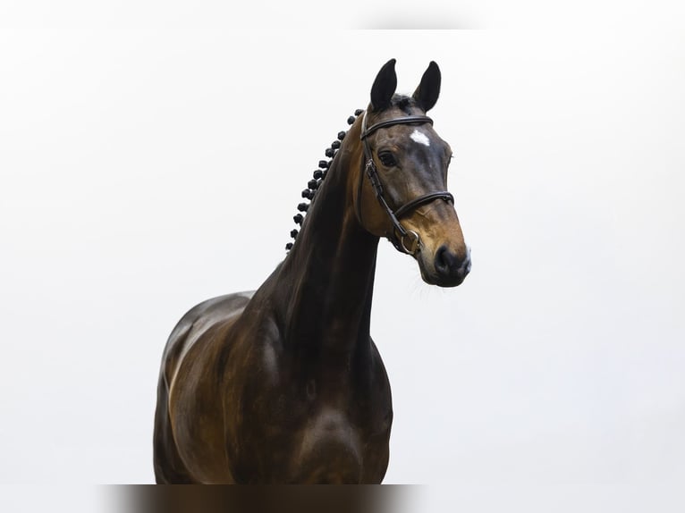 Westphalian Mare 7 years 16.2 hh  in Waddinxveen