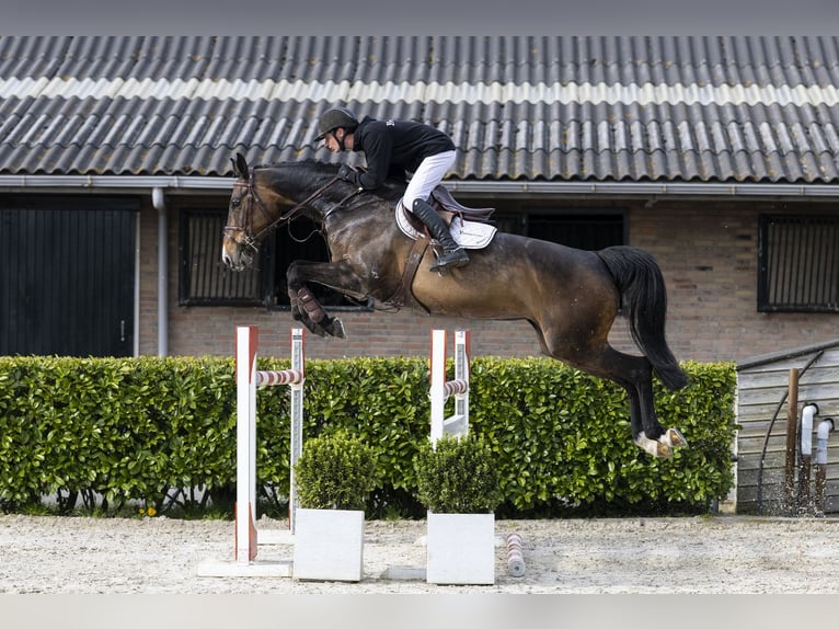 Westphalian Mare 7 years 16.2 hh  in Waddinxveen