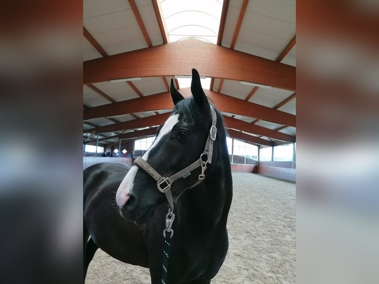 Westphalian Mare 7 years 16,2 hh Smoky-Black in Neuenkirchen