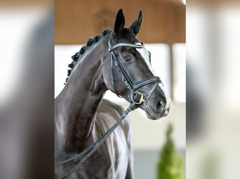 Westphalian Mare 7 years 16,2 hh Smoky-Black in Neuenkirchen