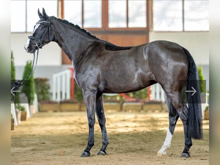 Westphalian Mare 7 years 16,2 hh Smoky-Black in Neuenkirchen